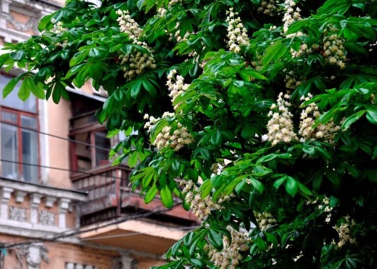 В Одесі оброблять близько тисячі каштанів