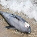 Загибель дельфінів у Чорному морі екологи пов’язують із війною