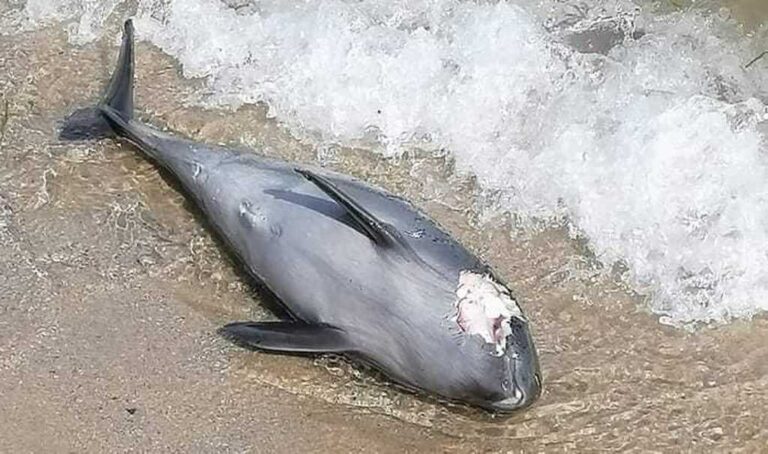 Загибель дельфінів у Чорному морі екологи пов’язують із війною