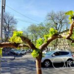 Останній день квітня в Одесі: квітучий бузок, сонячні вулички та подих весни
