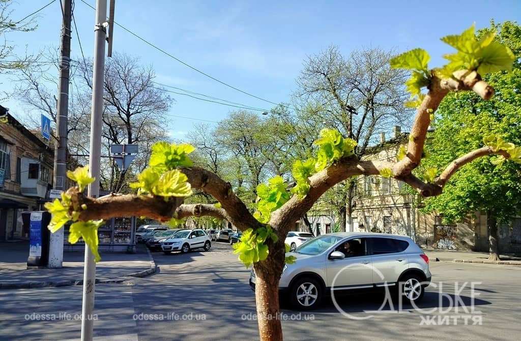 Останній день квітня в Одесі: квітучий бузок, сонячні вулички та подих весни