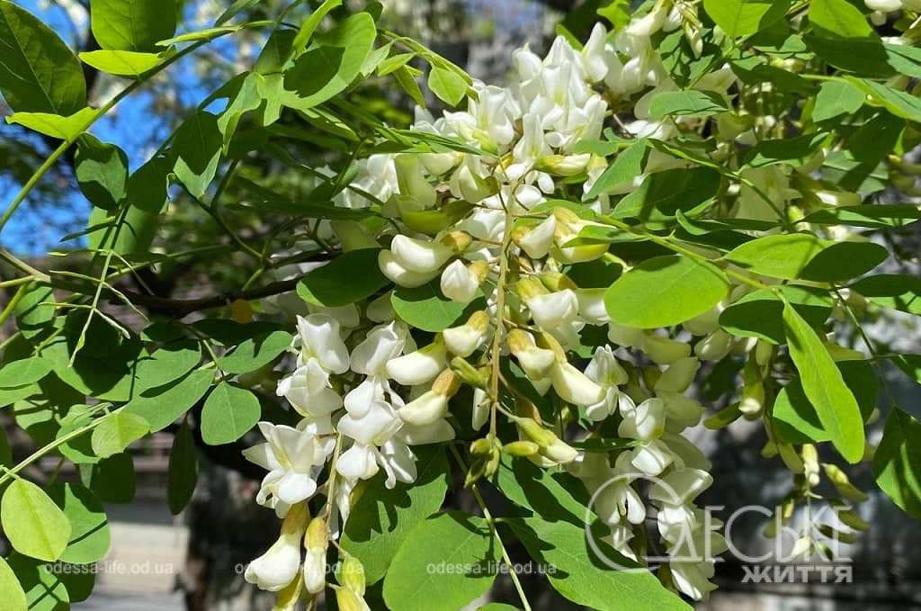 Чи зникне біла акація з Одеси? Історія, легенди та думка експерта