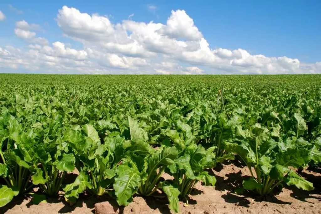 Україна експортувала майже 500 тис. тонн цукру за сезон