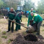 В Одесі висадили 60 великомірних софор у парках