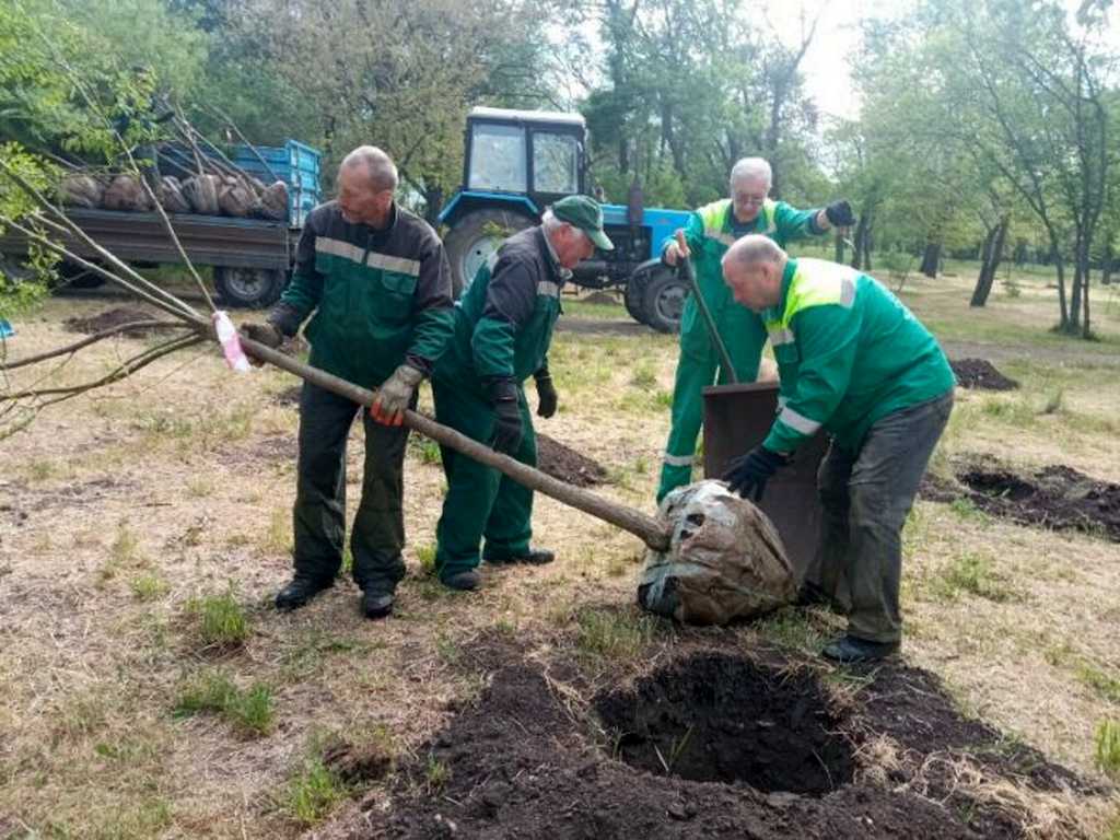 В Одесі висадили 60 великомірних софор у парках