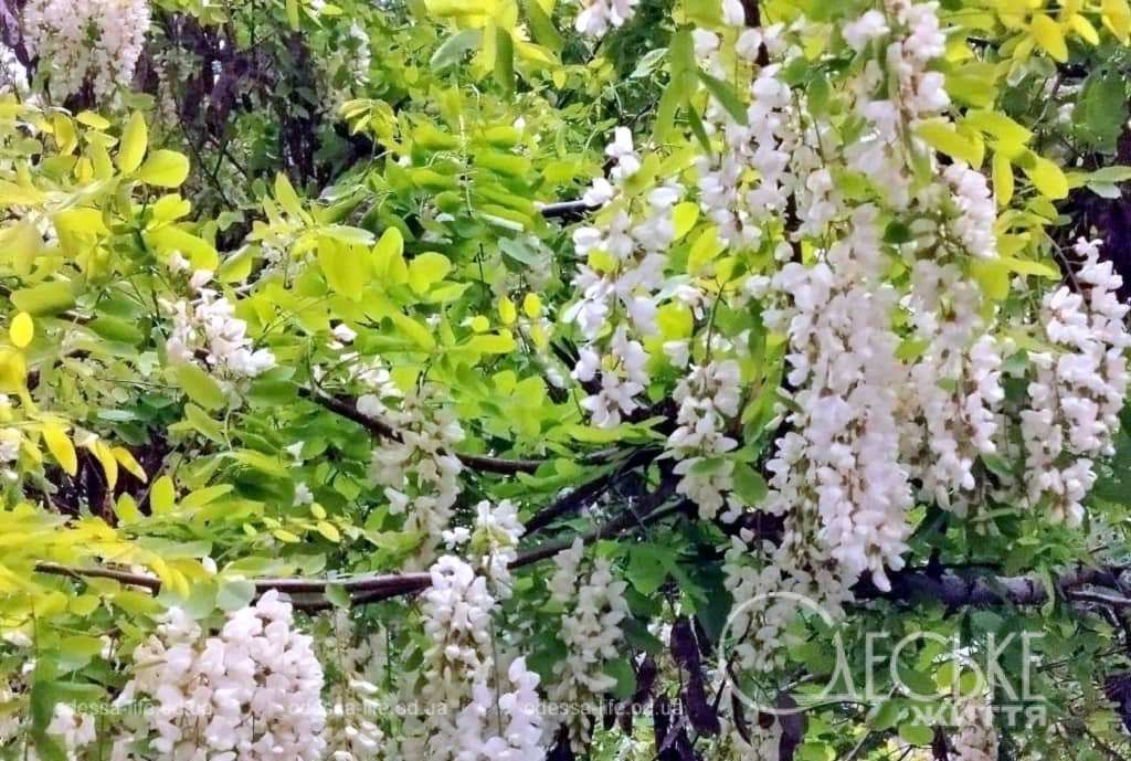 Тиждень у кадрі: одеські миті з 12 по 18 травня