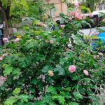Погода в Одесі 29 травня: дощ, хмари та до +20°С
