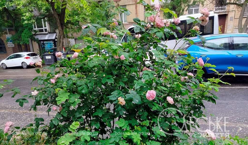 Погода в Одесі 29 травня: дощ, хмари та до +20°С