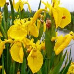 У Ширяєвому зацвіли півники болотяні на березі Куяльника