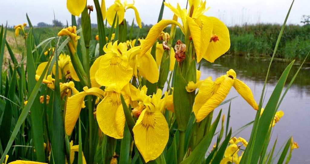 У Ширяєвому зацвіли півники болотяні на березі Куяльника
