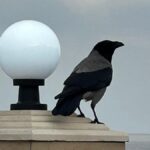 Прогноз погоди в Одесі на 8 травня 2025 року: без дощів, до +18°С