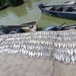 На озері Каталбуг рибалки незаконно наловили 370 кг риби