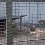 Сервал втік до левів у зоопарку Одеси – обійшлося без жертв