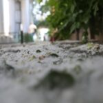 Тополиний пух не викликає алергії в одеситів – пояснює біолог