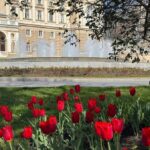 Нідерланди подарують Україні мільйон цибулин тюльпанів на знак дружби – Одеса у списку