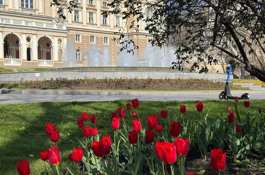 Нідерланди подарують Україні мільйон цибулин тюльпанів на знак дружби – Одеса у списку