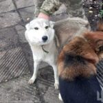 Вовк прийшов на позиції ЗСУ: військові врятували дику тварину