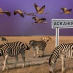 Заповідник Асканія Нова переїжджає в Одеську область