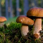 Продукти для довголіття – що сприяє молодості і чому