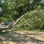 В Одесі через сильний вітер впали дерева та перекрили вулиці (фото)