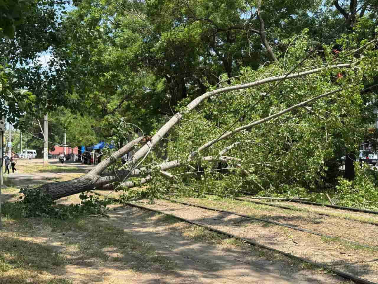 В Одесі через сильний вітер впали дерева та перекрили вулиці (фото)