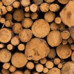 Одеські депутати вимагають продовжити заборону на експорт лісу