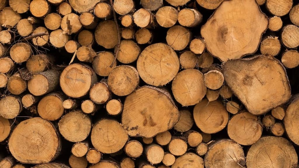 Одеські депутати вимагають продовжити заборону на експорт лісу