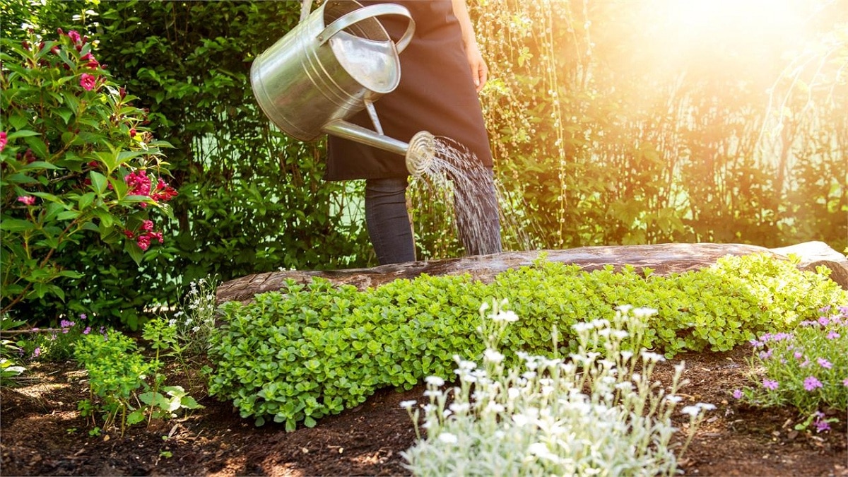 Практичні поради з догляду за садом від Organic Planet