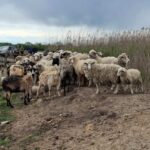 Частину нацпарку «Тузловські лимани» огородили для кошари