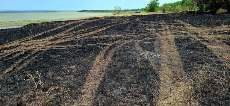 Пожежа в «Тузловських лиманах»: згоріли рідкісні рослини та загинули тварини