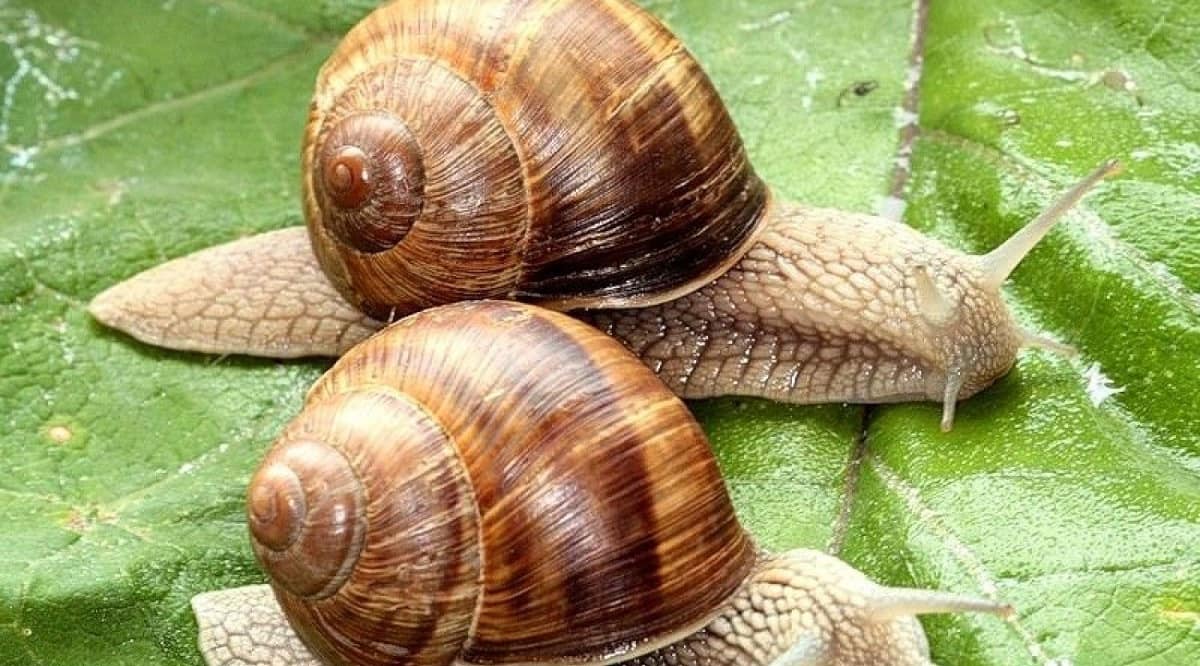 Равлики атакують? Перетворіть шкідників на делікатес по-бессарабськи!