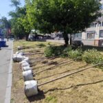 нова алея сакур на 10-й станції Великого Фонтану