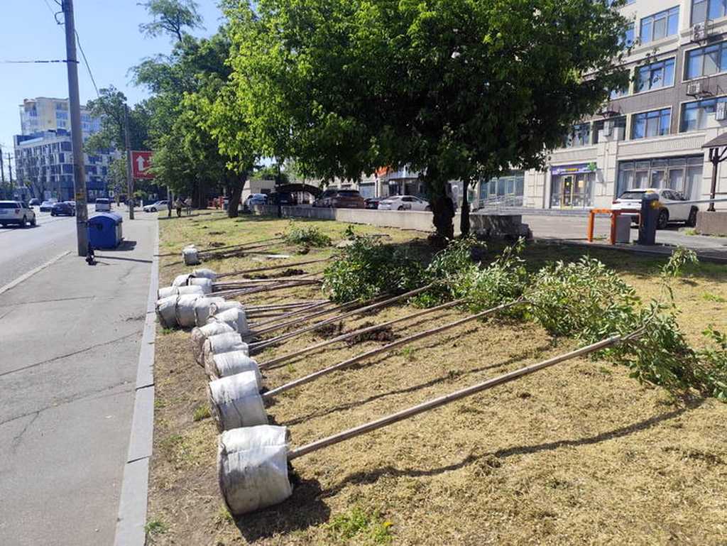 нова алея сакур на 10-й станції Великого Фонтану