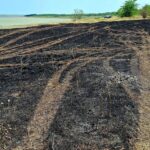 Пожежа в нацпарку Тузлівські лимани в Одеській області – загинули рідкісні рослини і тварини, фото