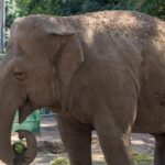На новий котел для Одеського зоопарку виділили 5 мільйонів гривень