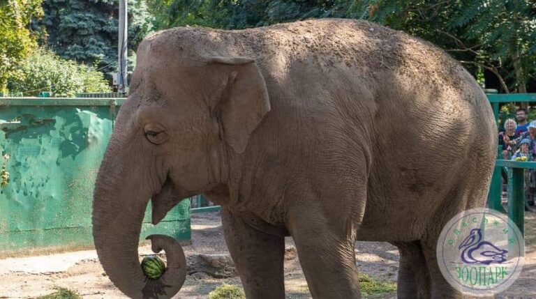 На новий котел для Одеського зоопарку виділили 5 мільйонів гривень