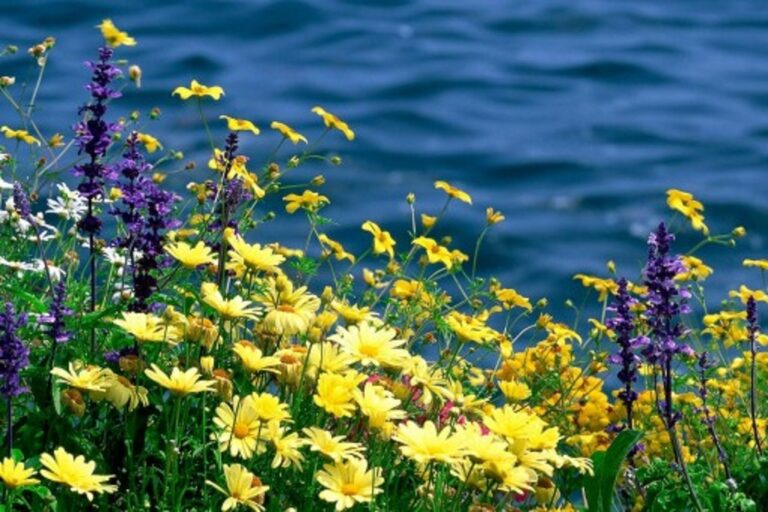Погода в Одесі та області 28 липня: до +38°C, вітер та можливі грози