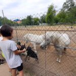 дендропарк, зоопарк і турбота про тварин