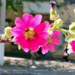 Липень в Одесі: спека, квіти та дух, що не зломити – фоторепортаж