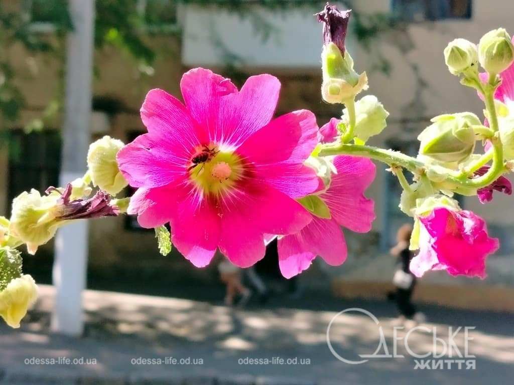Липень в Одесі: спека, квіти та дух, що не зломити – фоторепортаж