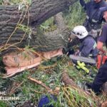 На Одещині дерево вбило підлітка