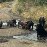 Нашестя диких кабанів на Одещині: чому не дозволяють полювання