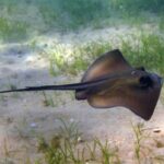 Скати-хвостоколи повернулися в Чорне море
