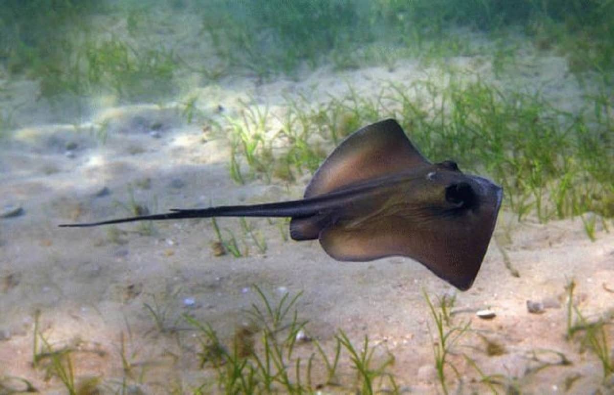 Скати-хвостоколи повернулися в Чорне море