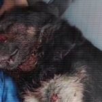 В Одесі знайшли пораненого собаку – його рятують ветеринари та волонтери