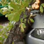 Суд зобов’язав відшкодувати збитки за пошкоджений Lexus гілкою каштана