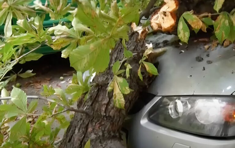 Суд зобов’язав відшкодувати збитки за пошкоджений Lexus гілкою каштана
