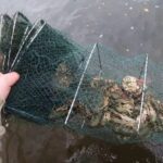 На Одещині екологи звільнили з пасток раків і бичків