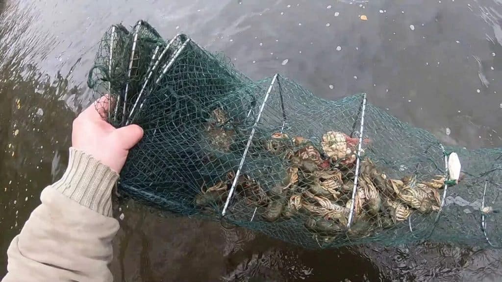 На Одещині екологи звільнили з пасток раків і бичків