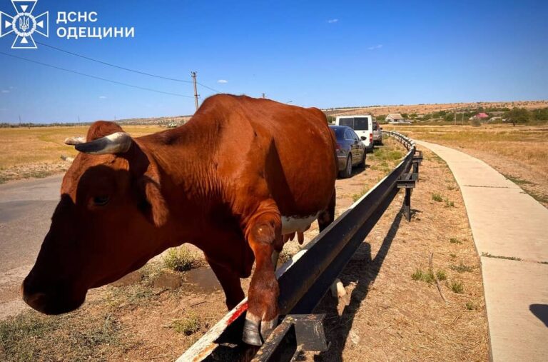 На Одещині рятувальники звільнили корову Майку, яка застрягла у дорожньому відбійнику